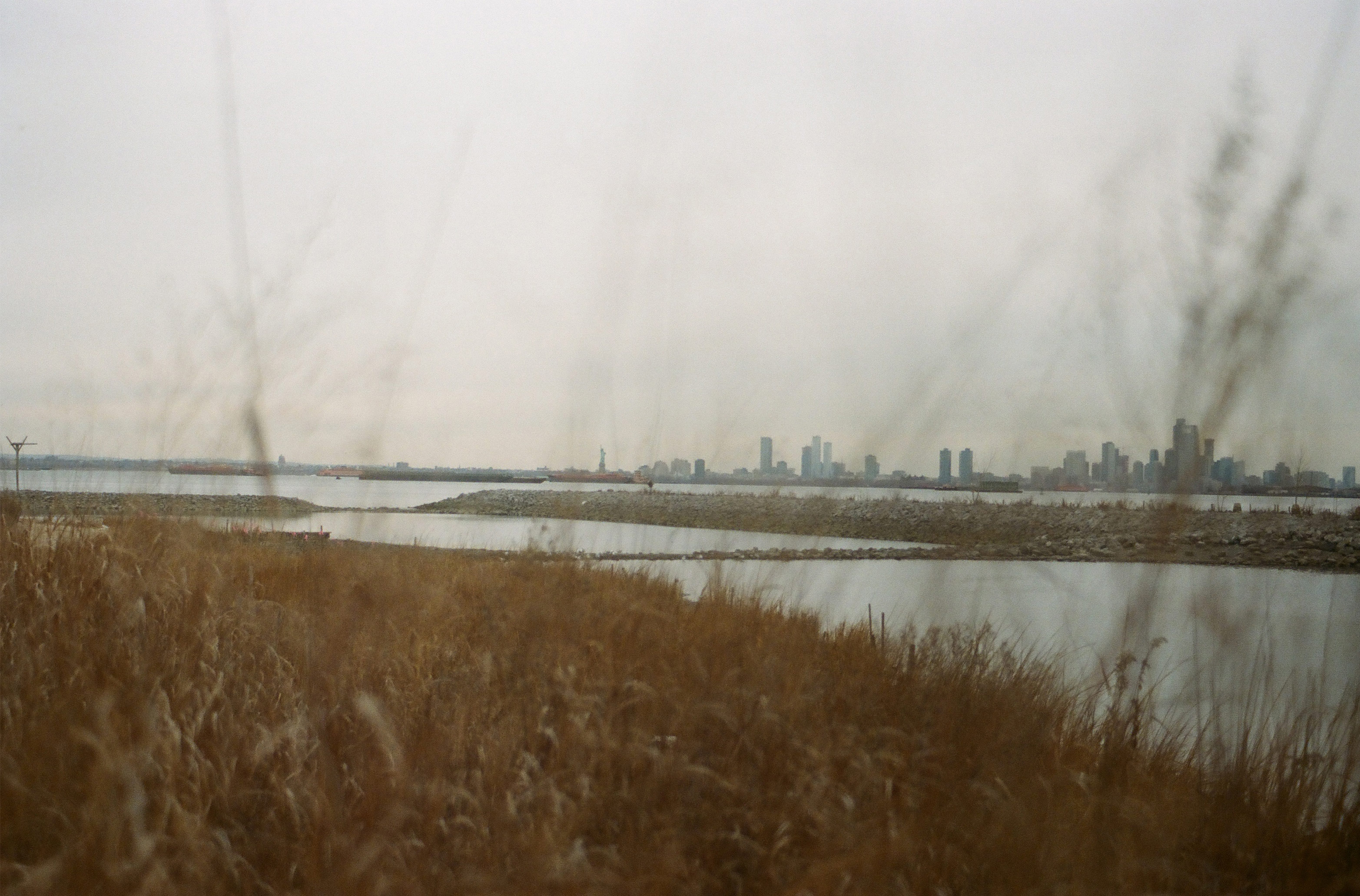 a view of new york bay and the statue of liberty from brooklyn, sea oats or native grass blurs the view. it is the winter.