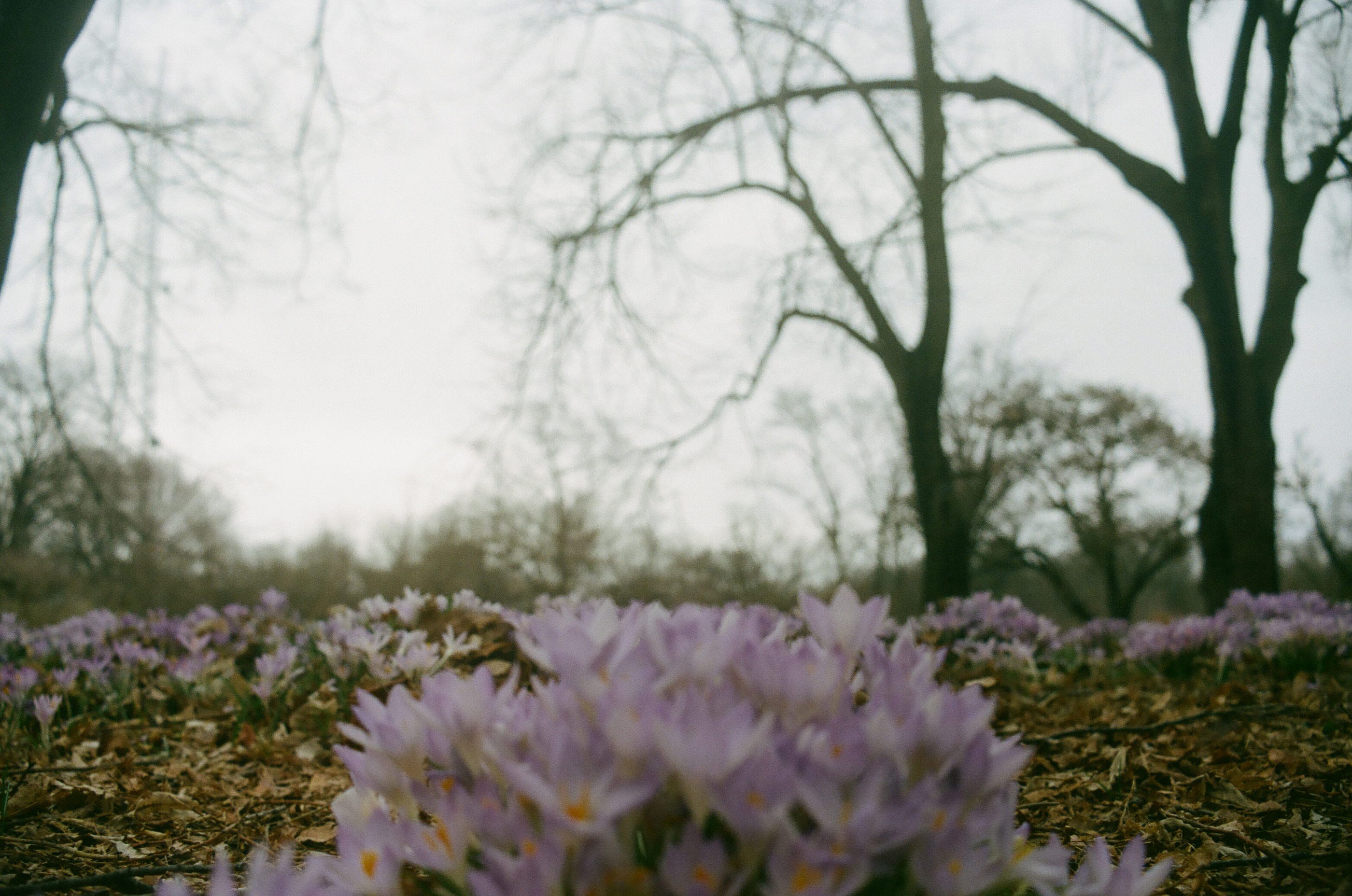some purple flower clusters are in focus in the foreground and the background of trees and land is blurry