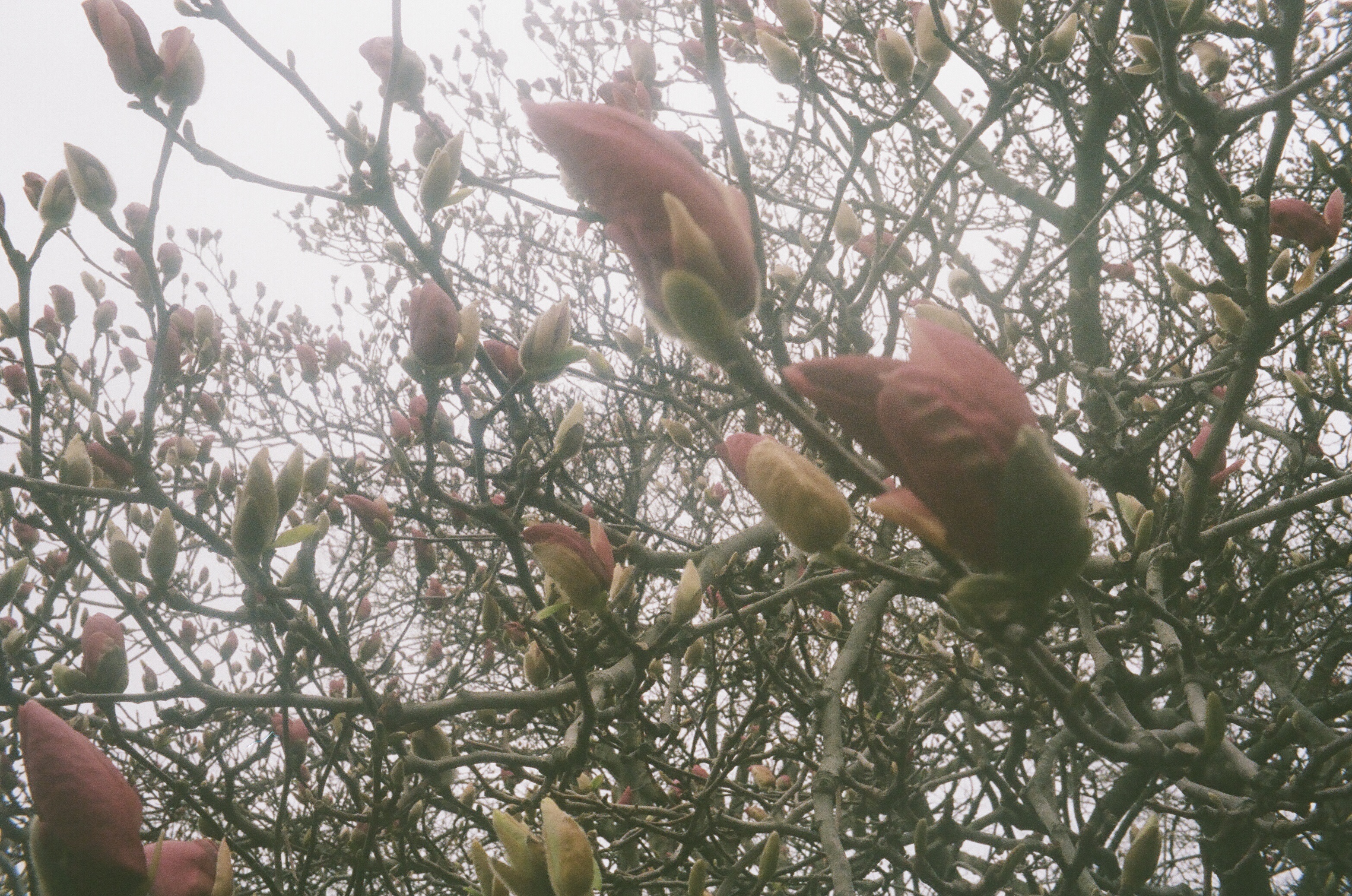 A close shot of some kind of magnolia buds almost blooming on a tree