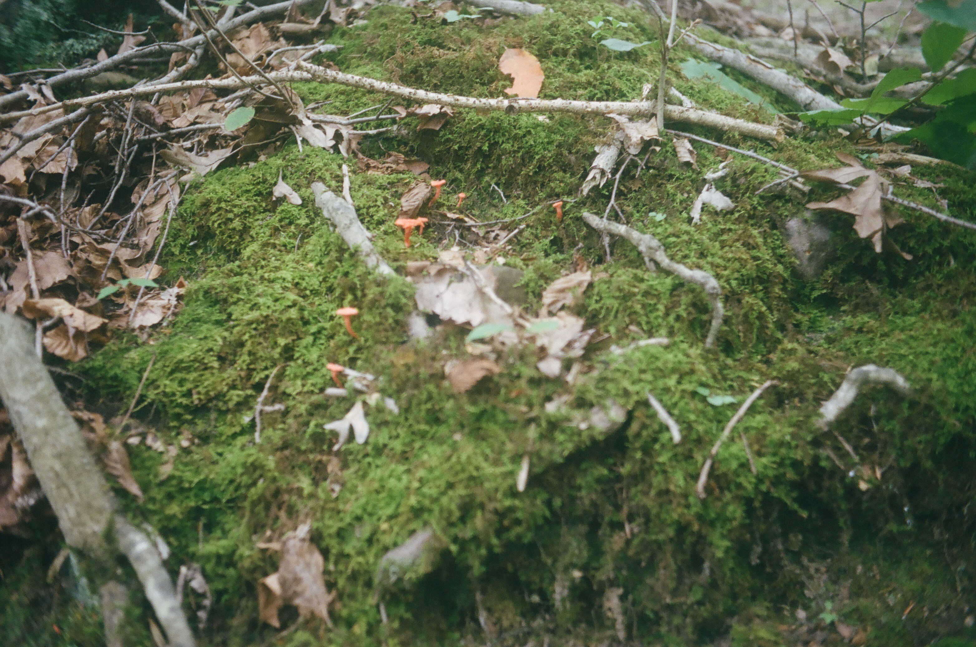 Some cute little neon orange mushrooms popping up through a mossy forest floor