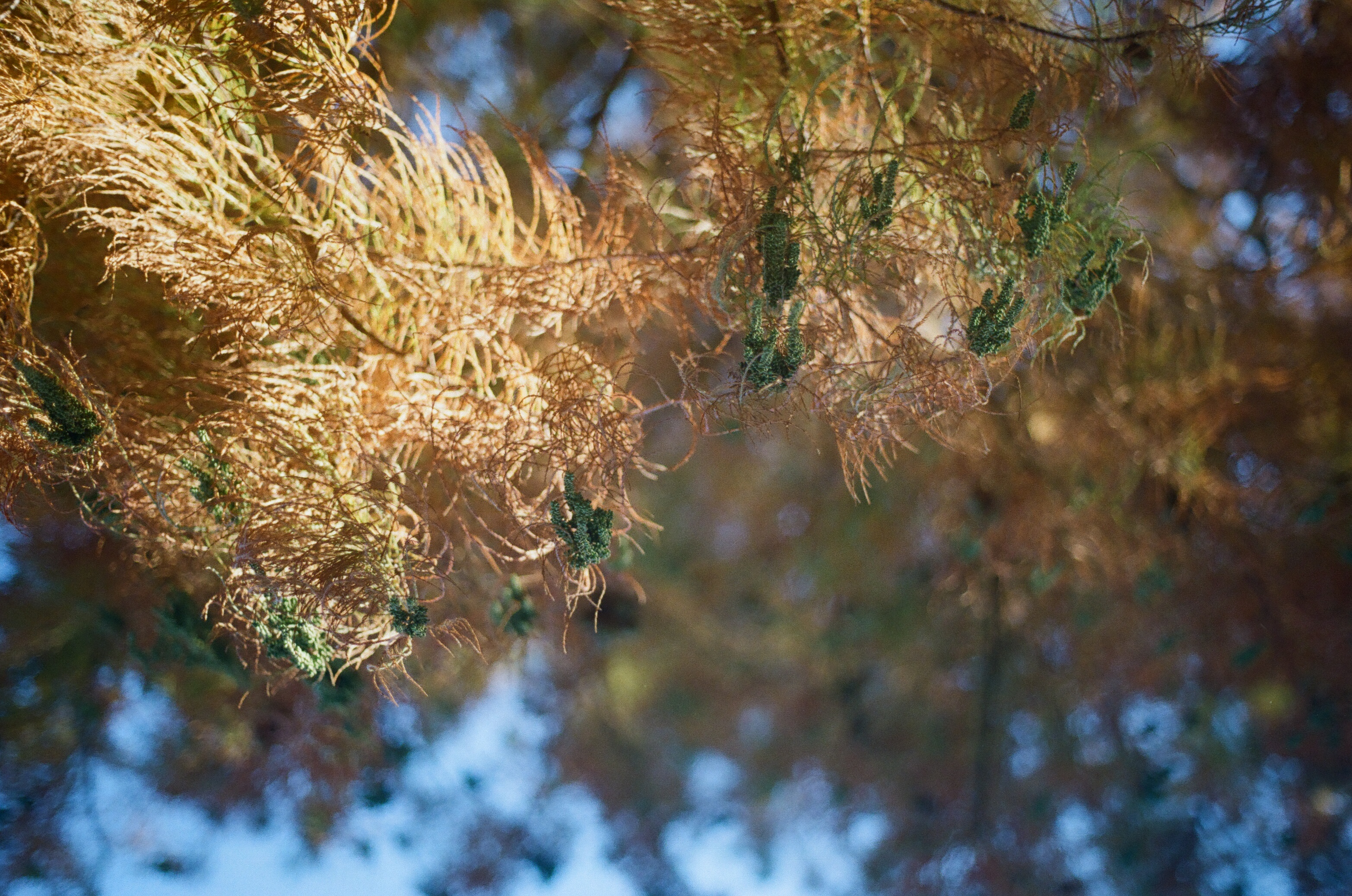 orange and blue swirls as we look up at the sky and pine needles