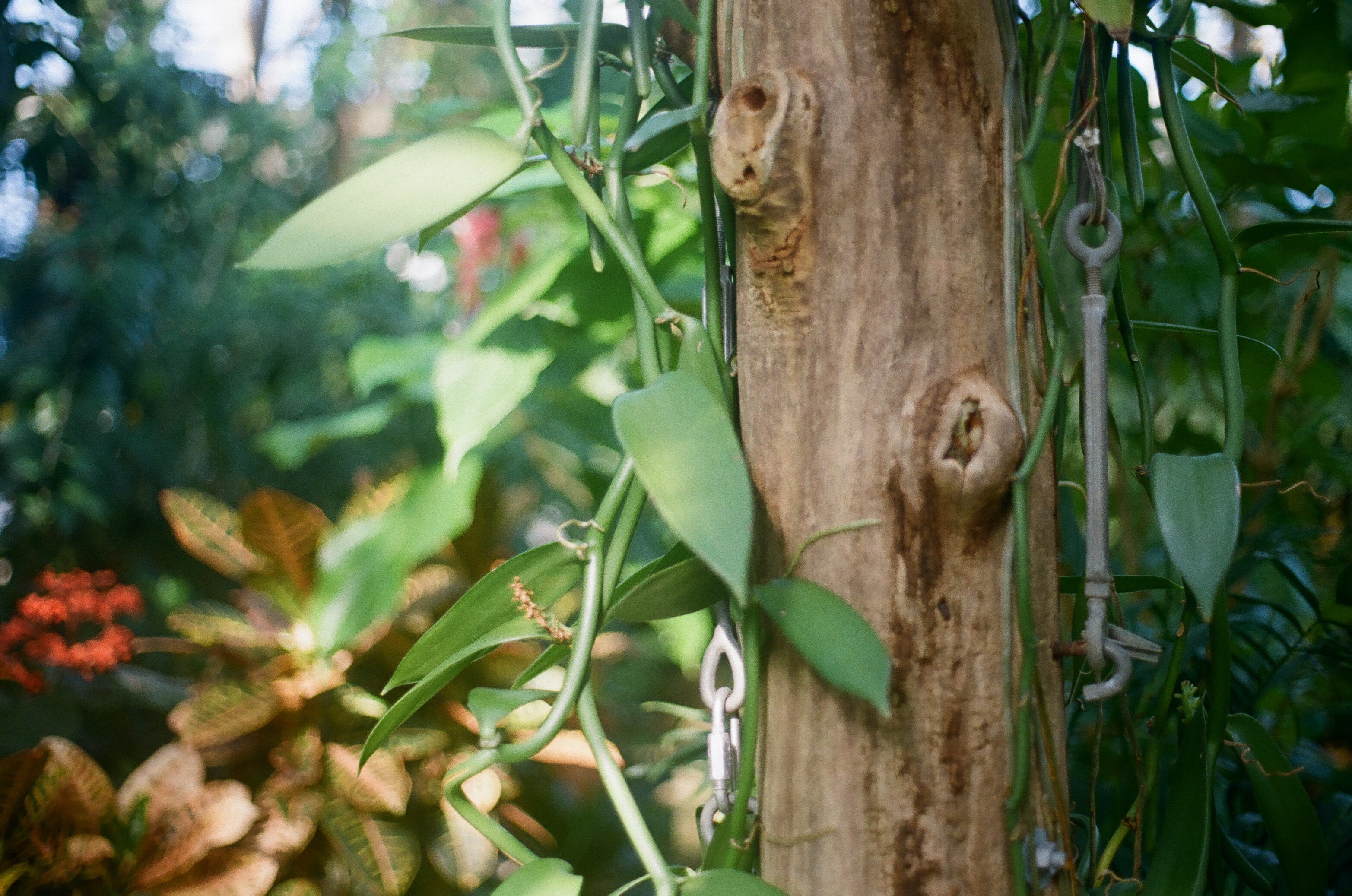 a very colorful tropical view of a plant or a vine wrapping around a tree trunk inside a botanic garden enclosure