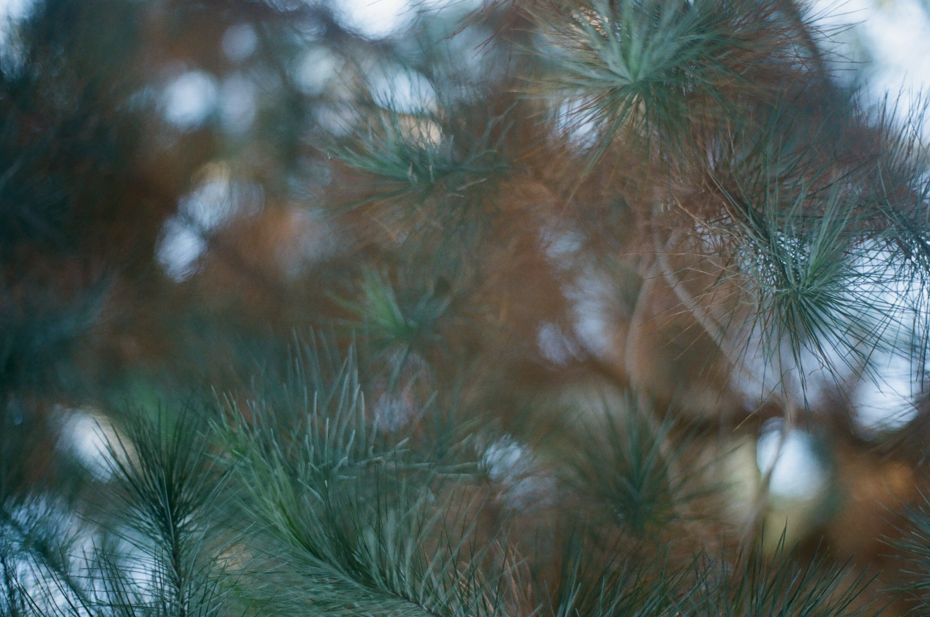 green and brown and blue colors swirl as pine needles blend with the sky
