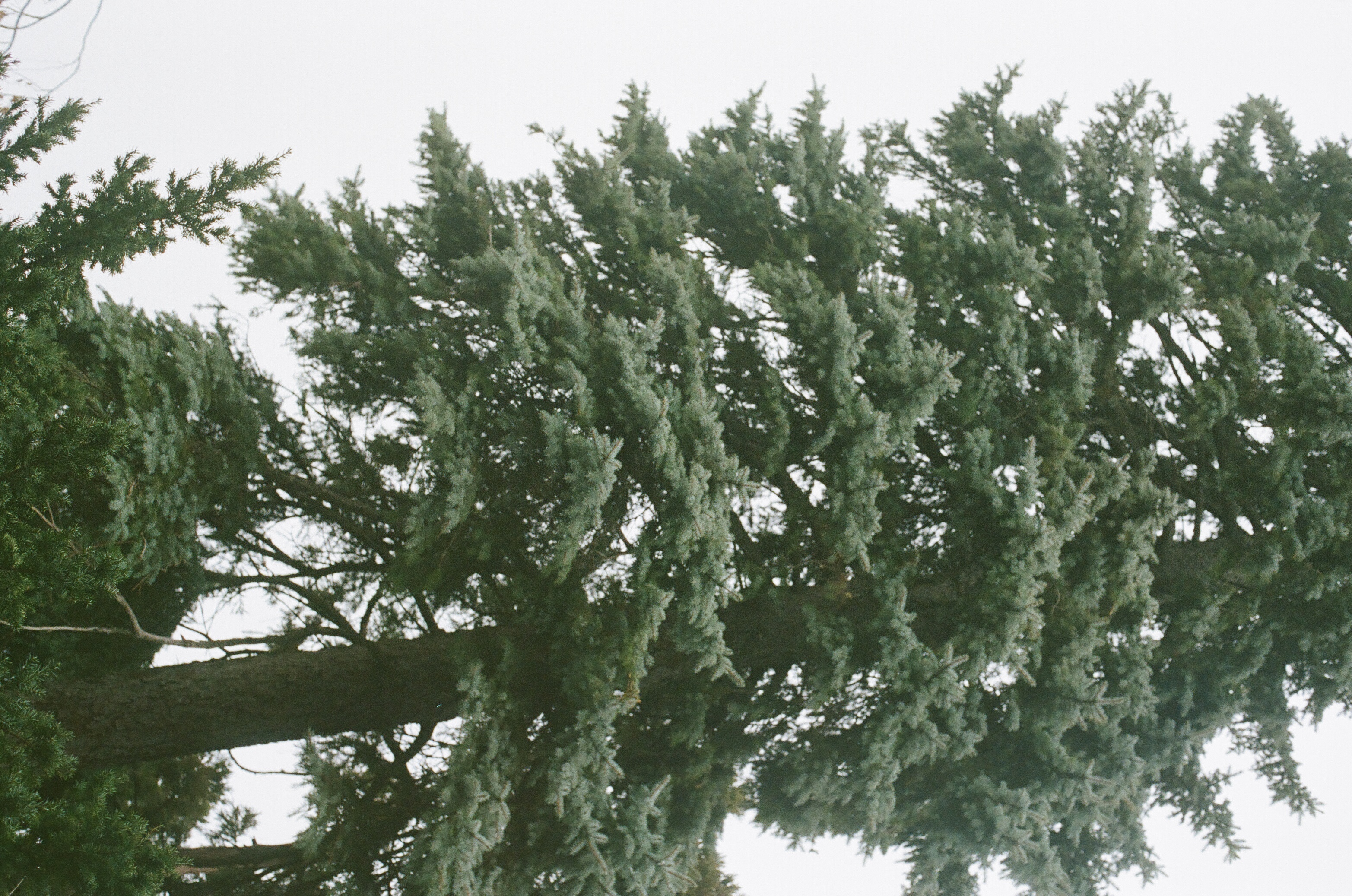a very mature, respectable, and tall colorado blue spruce leans a bit on a cold winter day