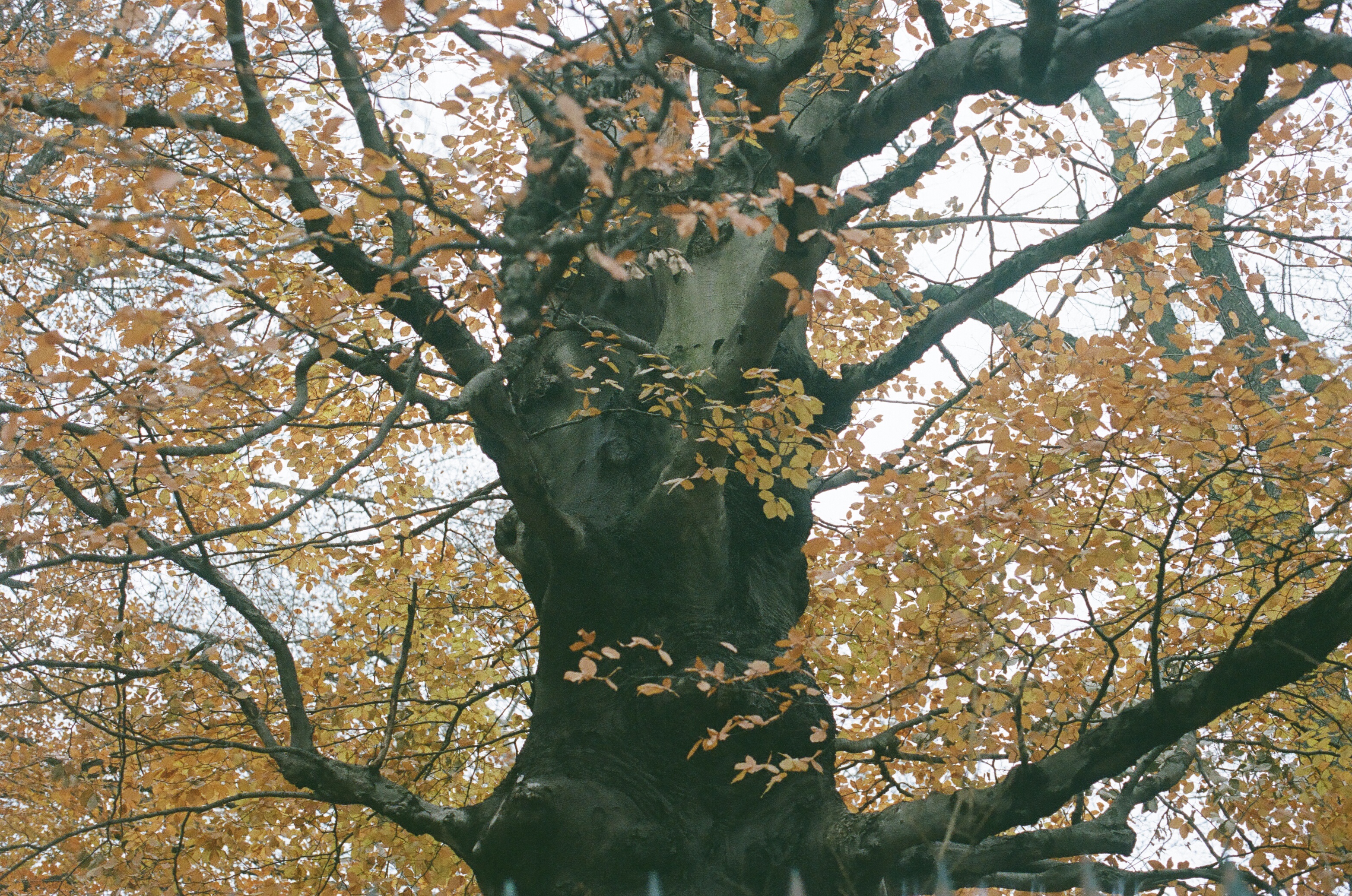 we are looking up at a london plane tree with its large wet black trunk and outward twisting arms covered in bright yellow leaves on a cold winter day