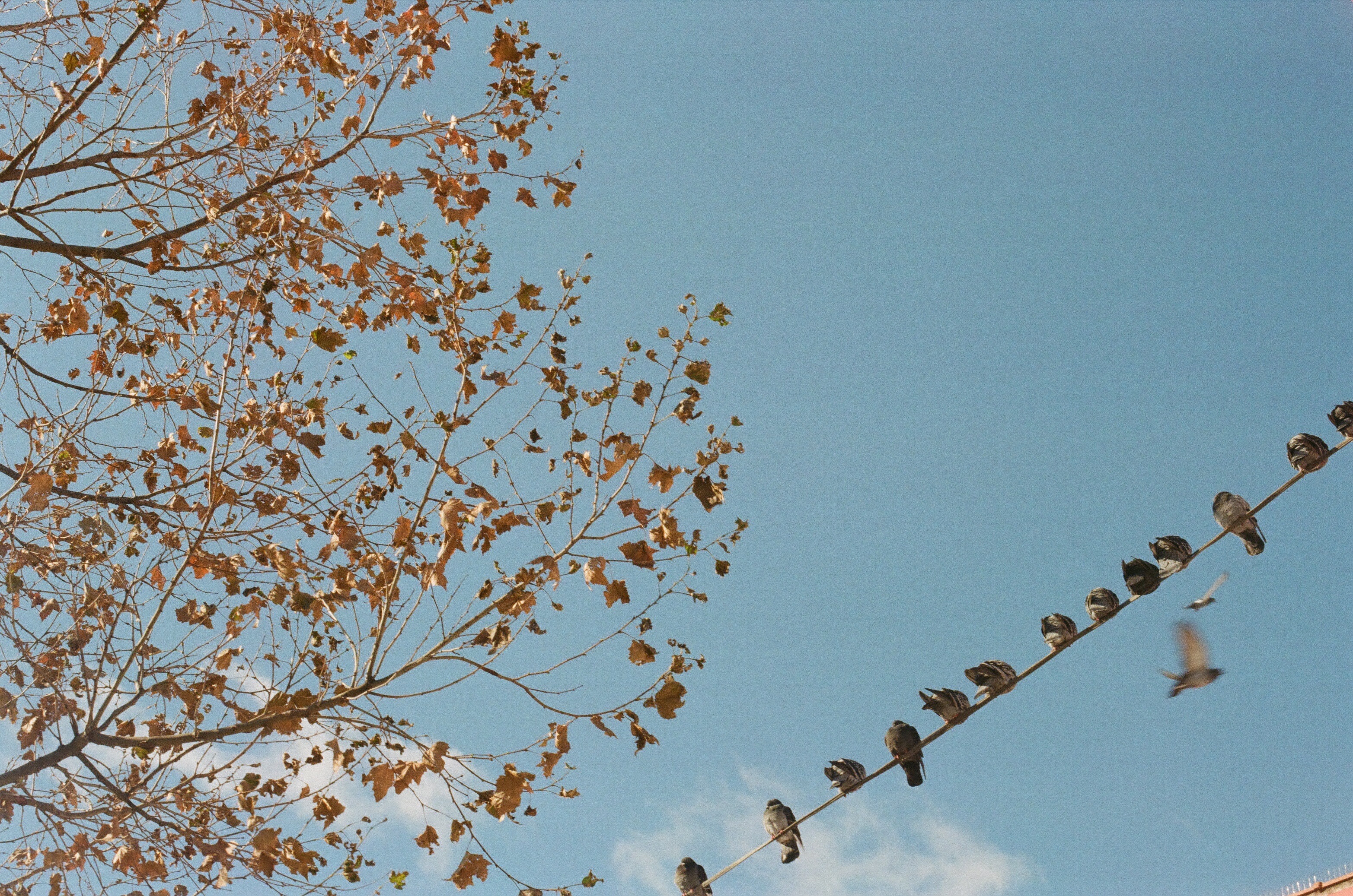 looking up at a winter tree near a diagonal telephone line full of perched pigeons, some taking flight